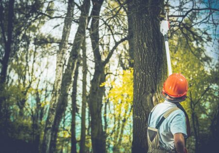 Arborist